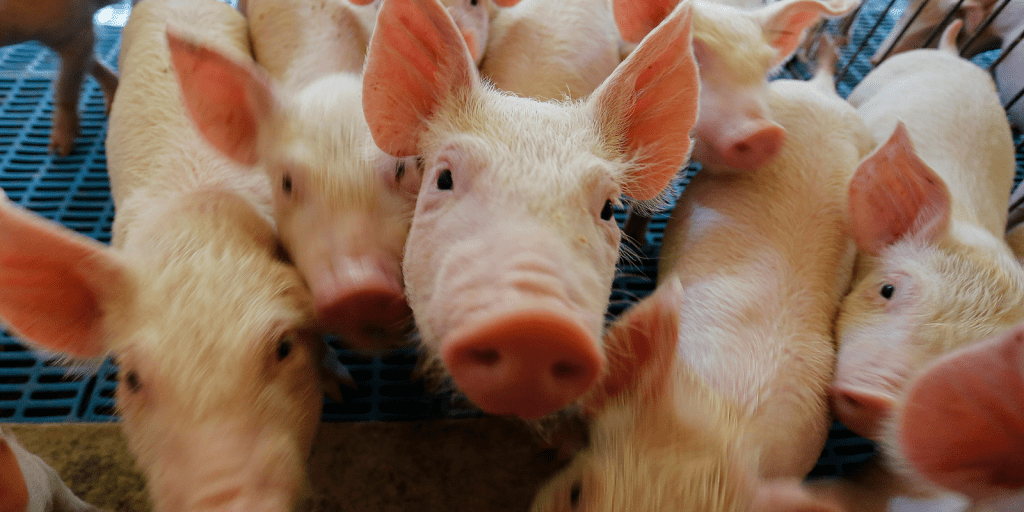 exportacao carne suina economiapr