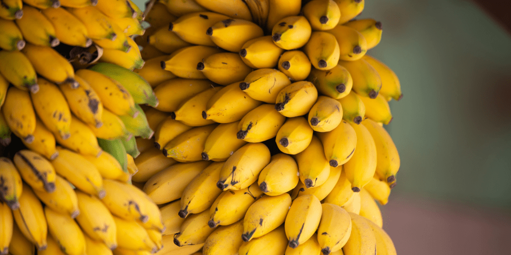 cadeia de banana litoral economiapr