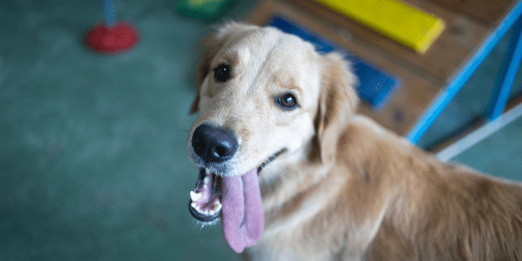 mercado pet economiapr