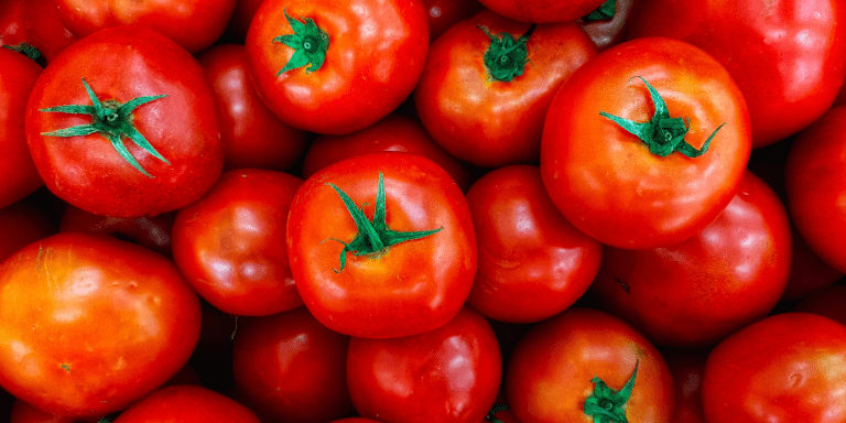 produtividade do tomate economiapr