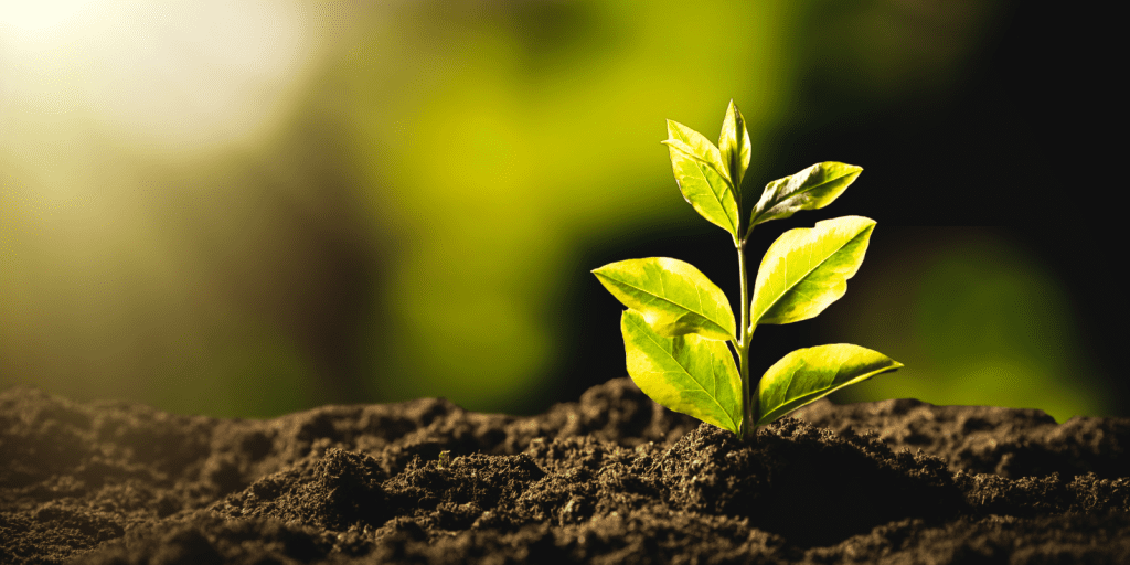 biocarvão economiapr