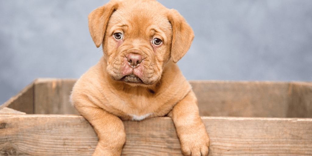 ia salvando pets economiapr