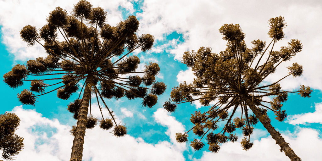 aquecimento global biodiversidade economia pr