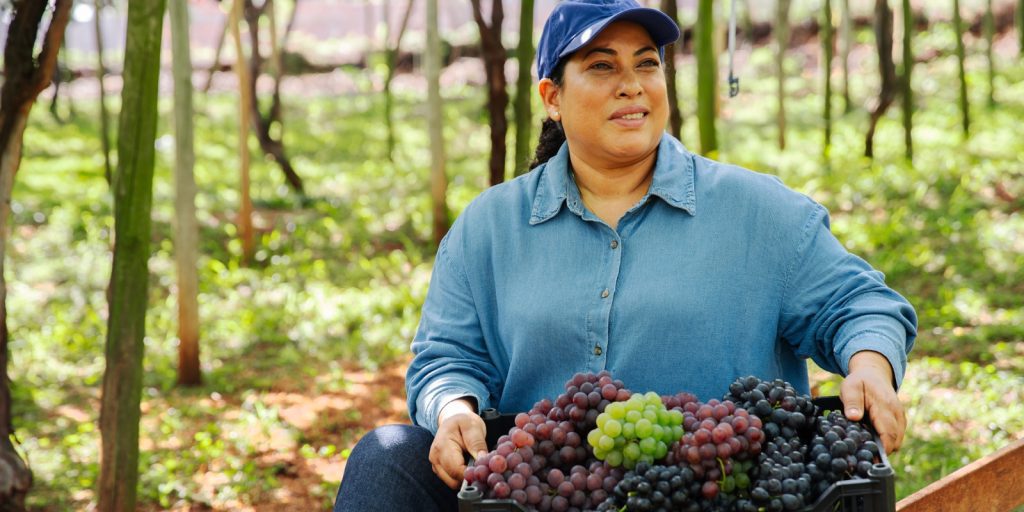 serie sebrae economiapr