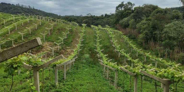 vinicultura colombo economiapr