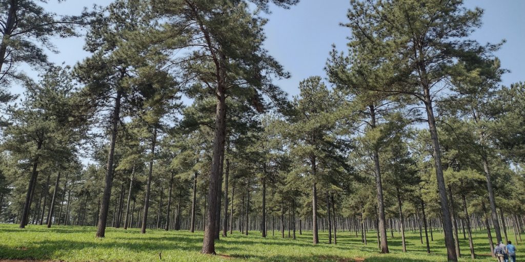 floresta plantada economiapr