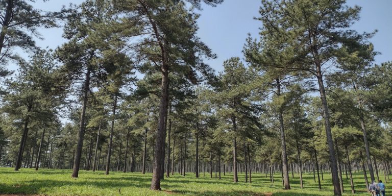 floresta plantada economiapr