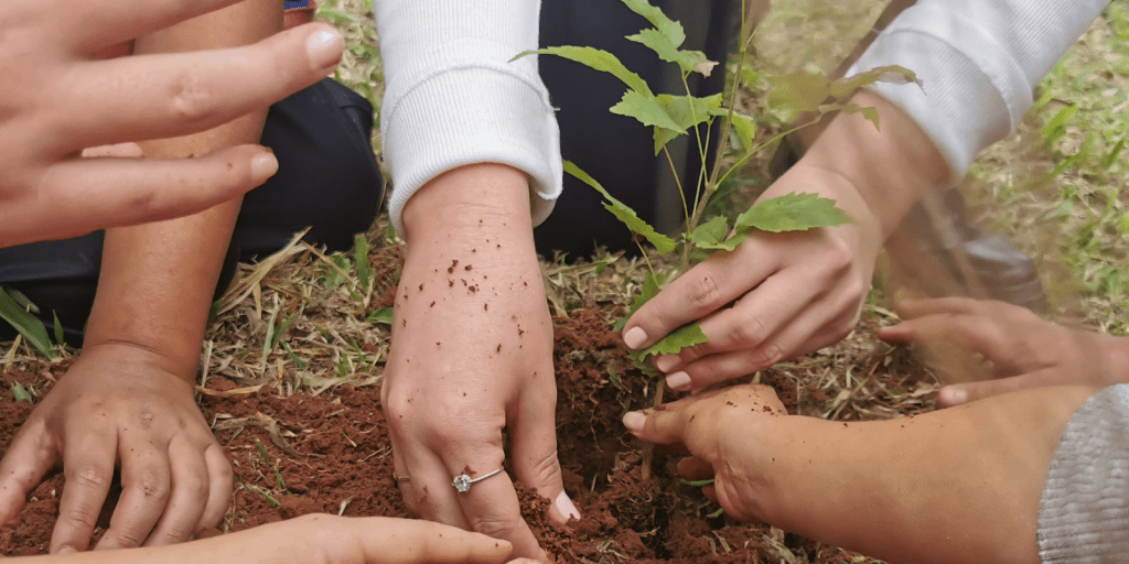 maringá carbono economiapr