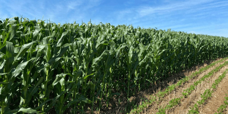 agronegocio paranaense economiapr