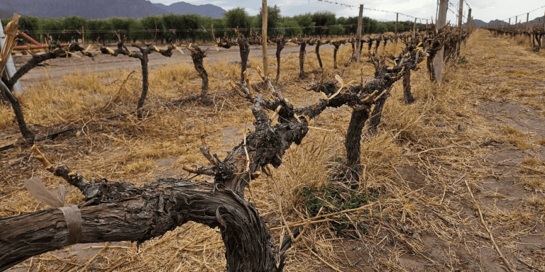 garimpo de vinhos economiapr