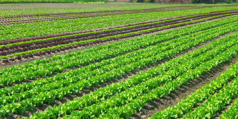 inovacao no campo economiapr