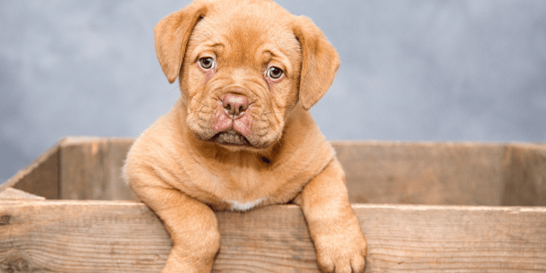 ia salvando pets economiapr