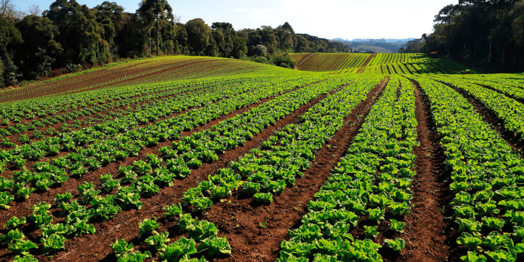 parana organico economiapr