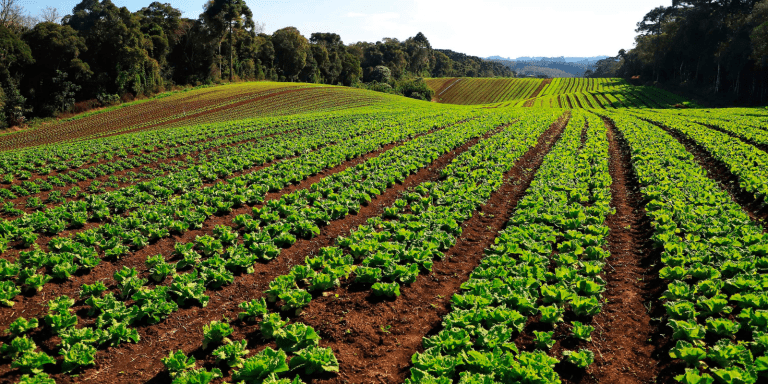 parana organico economiapr