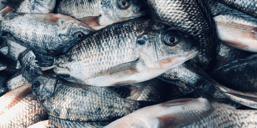 Aquicultura Paraná Economia PR