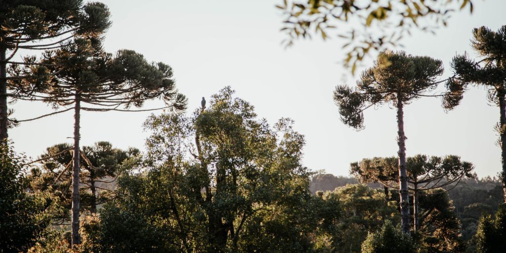 biodiversidade economia pr