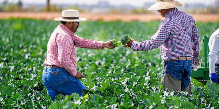 Risotolândia COP30 Economia PR
