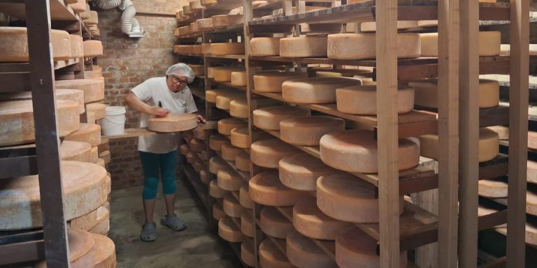 Pequenos produtores Queijo Economia PR