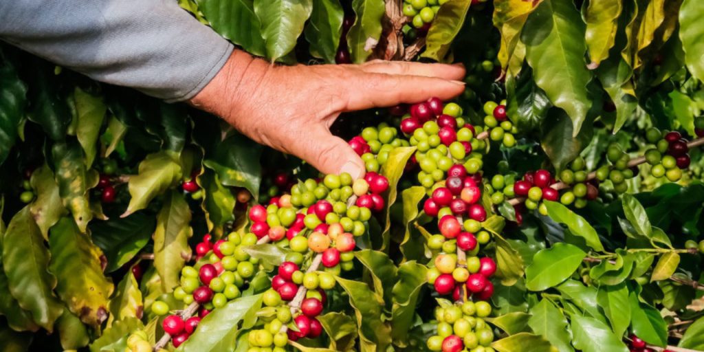 Café Apucarana Economia PR