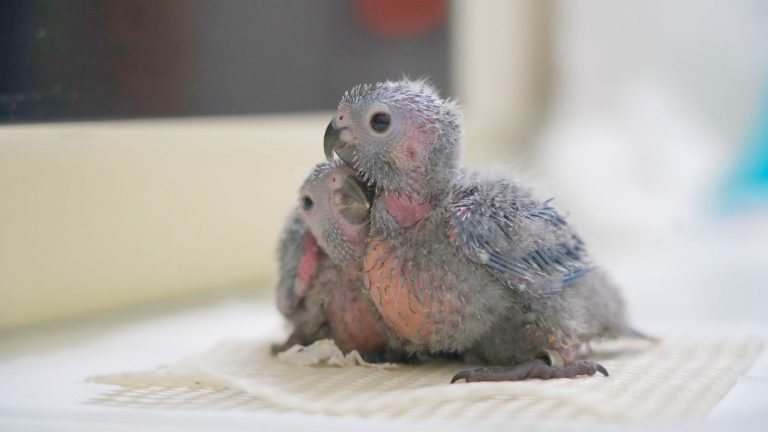 parque das aves trimestre economia pr