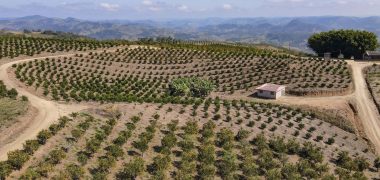 Ipardes agronegócio economia pr