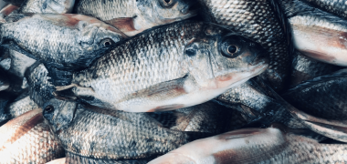 Aquicultura Paraná Economia PR