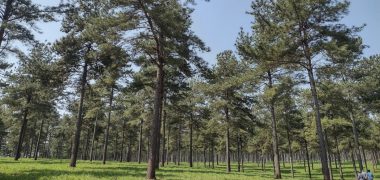 floresta plantada economiapr