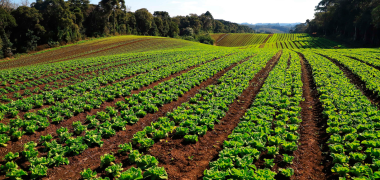 parana organico economiapr