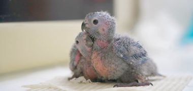 parque das aves trimestre economia pr