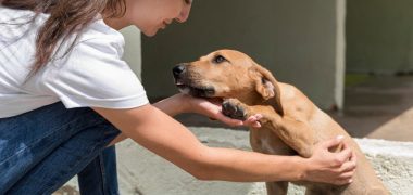 tinta caes abandonados economiapr